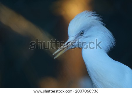 Photo portrait of an animal. The Egyptian heron is a very artistic bird. Creates anthropomorphic images.