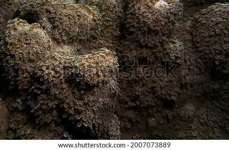 A Goniopora sp soft coral Cebu Philippines                           