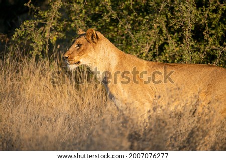 close up photo of a female lion
