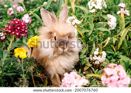 A small fluffy peach-colored rabbit sits entirely in carnation flowers and grass in summer in nature, looking at the camera. The symbol of the holiday is Easter, New year and Christmas bunny 2023