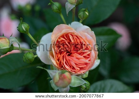 Rose (Rosa) bush in full bloom in pinkish-orange salmon color, top view