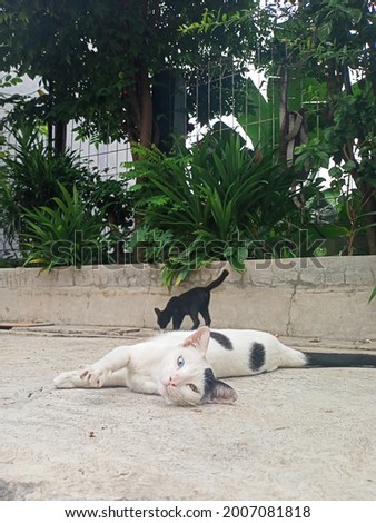cat worms on the street and lots of greenery, and there's a cute black cat
