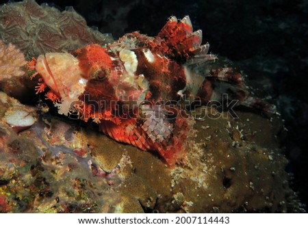 A Bearded Scorpionfish resting on corals Cebu Philippines                               