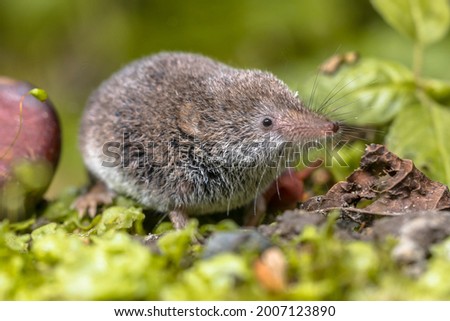 Eurasian pygmy shrew (Sorex minutus) mouse in natural habitat. This is one of the smallest mammals in the world. Royalty-Free Stock Photo #2007123890