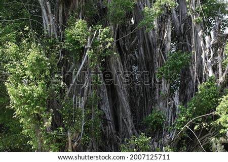 Jungle landscape. Huge Tropical Trees In The Forest In The Thicket With Sunlight. Nature Background