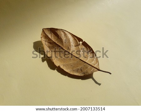 photo of dry leaf texture on the table