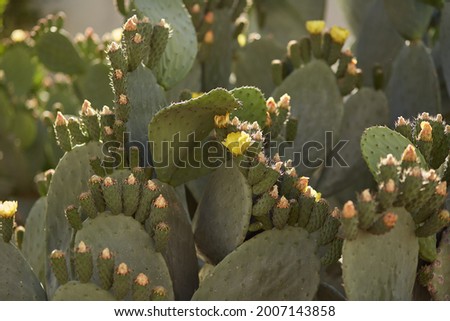 Big cactus on a sunny day. Botanical, tropical background. High quality photo