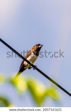 Sparrows, Javanese sparrows, finches, Bondol java or Javanese Emprit on telephone wires. Soft focus