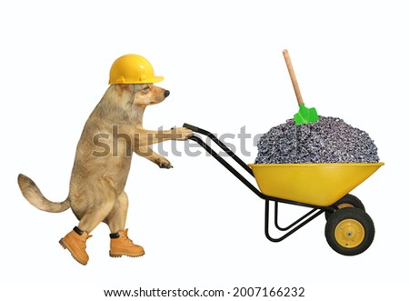 A beige dog builder in a construction helmet pushes a wheel barrow full of crushed stone. White background. Isolated.