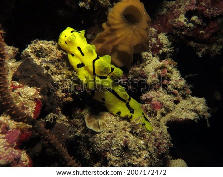Minor Notodoris nudibranch also known as Banana nudibranch on corals Cebu Philippines                              