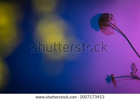 Dried flowers on pink and purple background with yellow out of focus spots