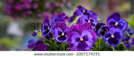 Horizontal banner of Majestic giants tricolor pansies, blue, purple, yellow pansies  Royalty-Free Stock Photo #2007174191