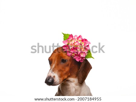 image of dog flower white background 