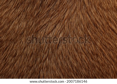 Brown dog hair tousled with texture and background.