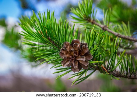 Pine cone on branch Royalty-Free Stock Photo #200719133