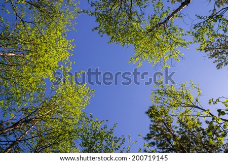 Crowns of trees against the sky Royalty-Free Stock Photo #200719145