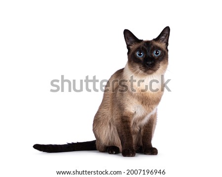 Young adult seal Thai cat, sitting up facing front. Looking towards camera with mesmerizing blue eyes. isolated on a white background. Royalty-Free Stock Photo #2007196946