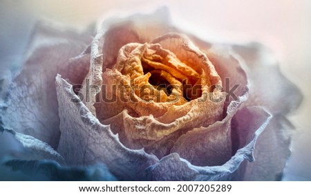 Old wilted rose flower close-up. Retro background in the style of gothic, grunge, steampunk. Close-up photo of a dried rose.
