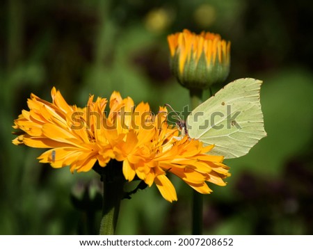 A yellow butterfly Gonepteryx Rhamni sits on a calendula flower. 
