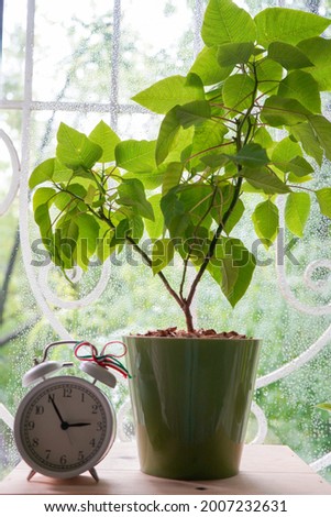 Indoor plant young Poinsettia on the windowsill and alarm clock             
