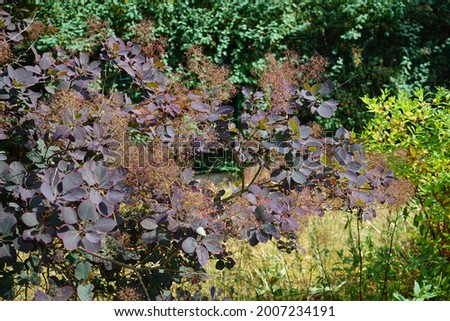 Cotinus coggygria, syn. Rhus cotinus, the European smoketree, Eurasian smoketree, smoke tree, smoke bush, Venetian sumach, or dyer's sumach, is a species of flowering plant in the family Anacardiaceae Royalty-Free Stock Photo #2007234191