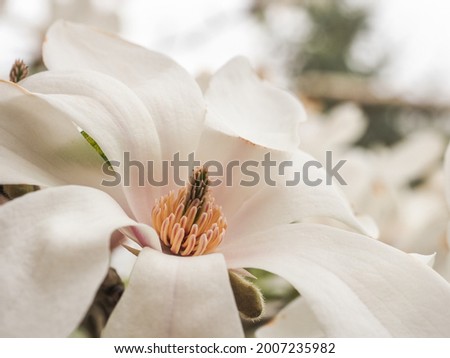 Magnolia stellata "Royal Star", large white flower, close up. Compact multi-trunked bushy tree Star Magnolia with star-shaped pure white blossoms. Flowering plant of the Magnoliaceae family.