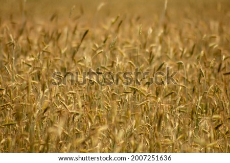 wheat in the field. ears of rye ripen in the field