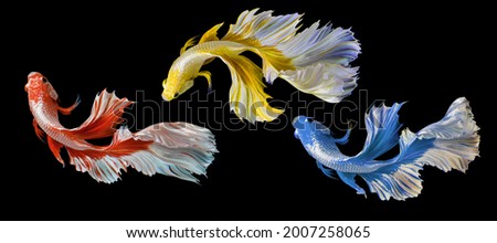 Beautiful movement of three betta fish, Siamese fighting fish, Betta splendens isolated on black background, Studio shot.