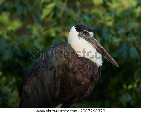 Wooly-necked stork in the trees (Ciconia episcopus)                