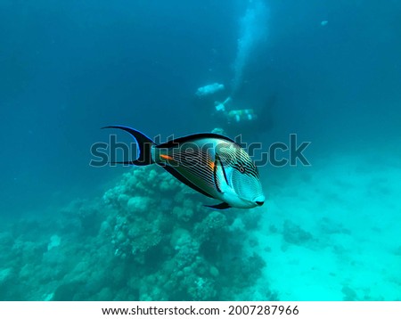 a fish and scuba diver
