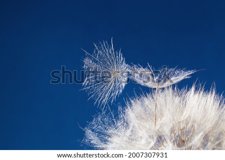 White fluffy dandelion on bright blue sky with copy space. Beautiful flower close up. Abstract nature flowery background. Freedom concept.