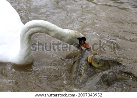 Goose with carp fish in natural lake, animals and amphibians