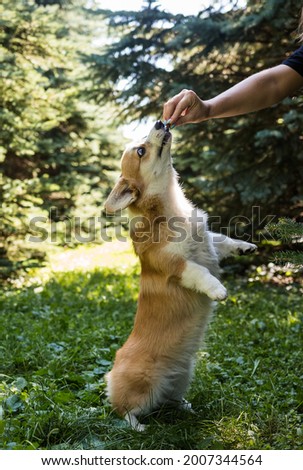 pembroke corgi dog stands on its hind legs and catches food on a path in the forest