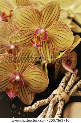 YELLOW ORCHID FLOWERS CLOSE-UP PICTURE