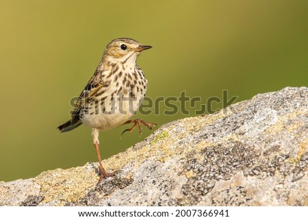 Meadow pipit (Anthus pratensis), with beautiful green coloured background. Colorful song bird with yellow feather sitting on the ground in the mountains. Wildlife scene from nature, Czech Republic