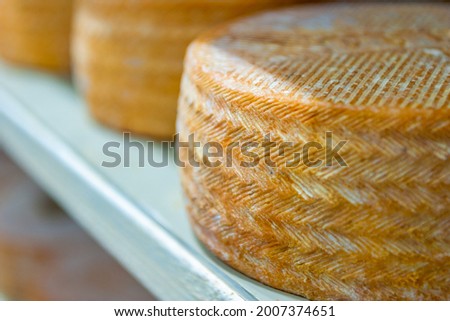 A wheel of cheese on a shelf in a rustic dairy. Round cheese made from cow and goat natural milk with mold. Agricultural production. 
