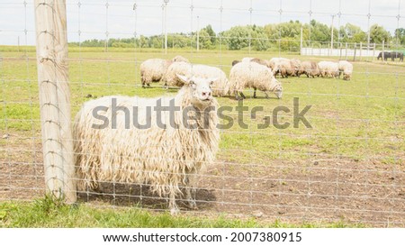 Sheep, flock of sheep, ruminant, wool, cheese, milk, farm, pasture, organic food, food, meat, slaughterhouse, natural food, zoo, ram