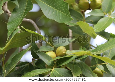 Pignut hickory nuts with green leaves Royalty-Free Stock Photo #2007387491
