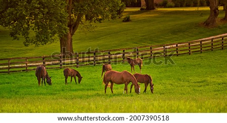 Horses gazing in a field at sunset. Royalty-Free Stock Photo #2007390518