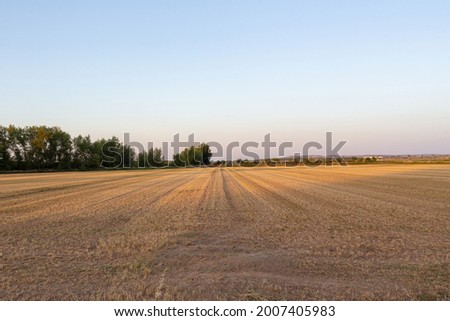 Farm fields at sunset and trees on the horizon