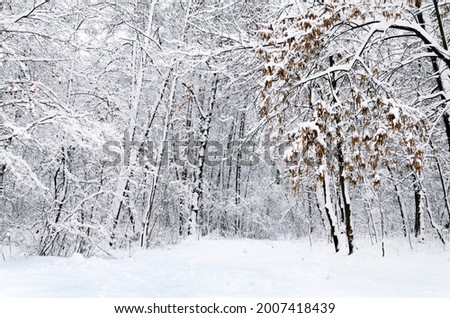 winter landscape, trees in the snow on a winter day