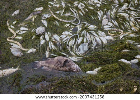 Close up of dead fish along the shores of Tampa Bay during a red tide event in St. Petersburg, FL. Royalty-Free Stock Photo #2007431258