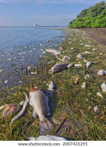 Dead fish along the shores of Tampa Bay during a red tide event in St. Petersburg, FL. Royalty-Free Stock Photo #2007431291