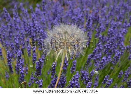 
wide fields of lavender europe