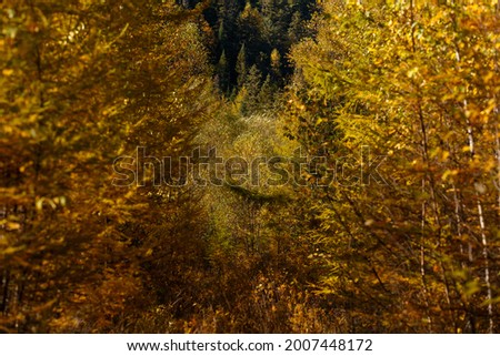 Sikhote-Alin Biosphere Reserve. Far Eastern reserved forest. Autumn crowns of coniferous trees in a dense forest.