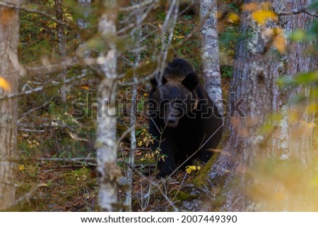 Sikhote-Alin Biosphere Reserve. Far Eastern reserved forest. A large brown bear stands in a dense forest and looks into the camera.