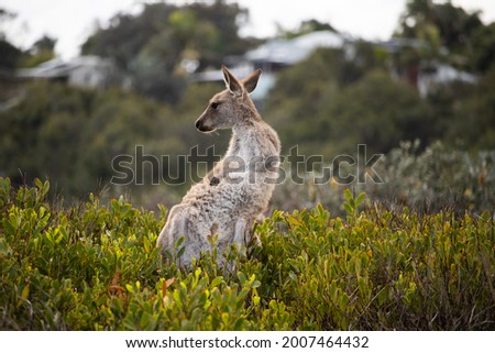 Eastern Grey Kangaroo on the Australian Coast