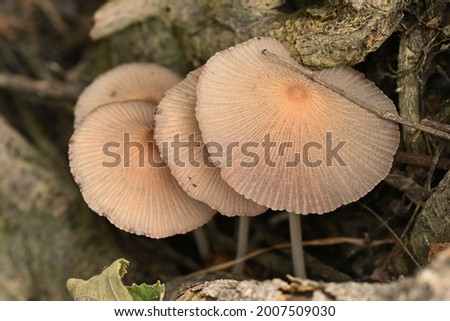 lush wild fungi grow in the forest