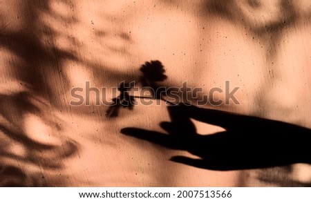 Blurred shadow of female hand holding twig with leaves on grunge wall background with lace flower pattern. Abstract, play of light and shadow, natural light, shadow play illusion concept