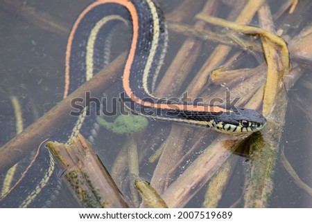 A plains garter snake resting in a wetland Royalty-Free Stock Photo #2007519689